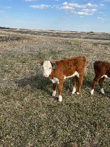 cow calf pair - Photo 4