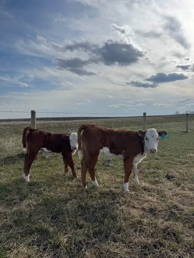 cow calf pair - Photo 5