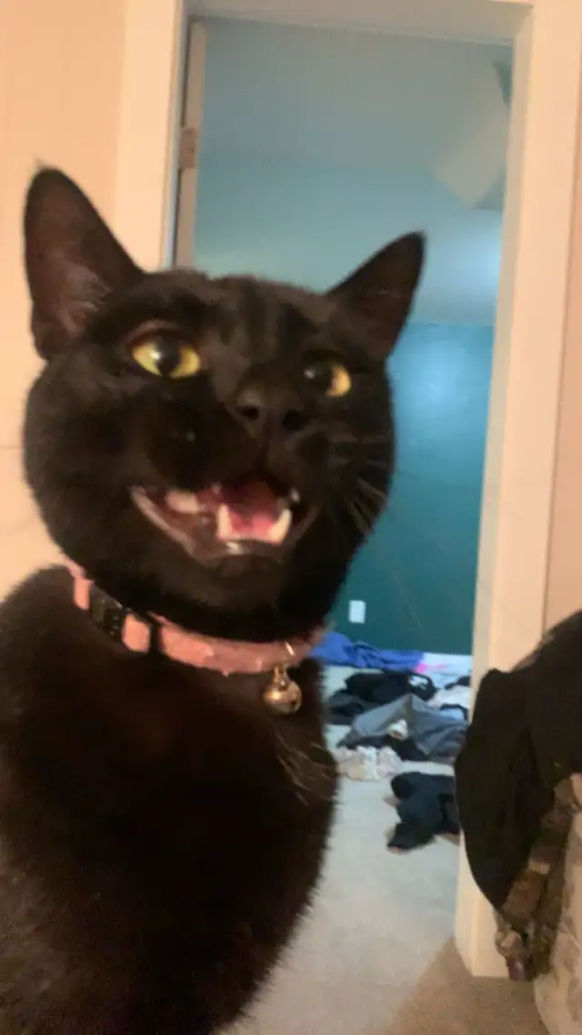 Polydactyl kitty for rehoming