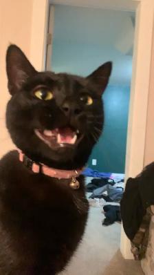 Polydactyl kitty for rehoming