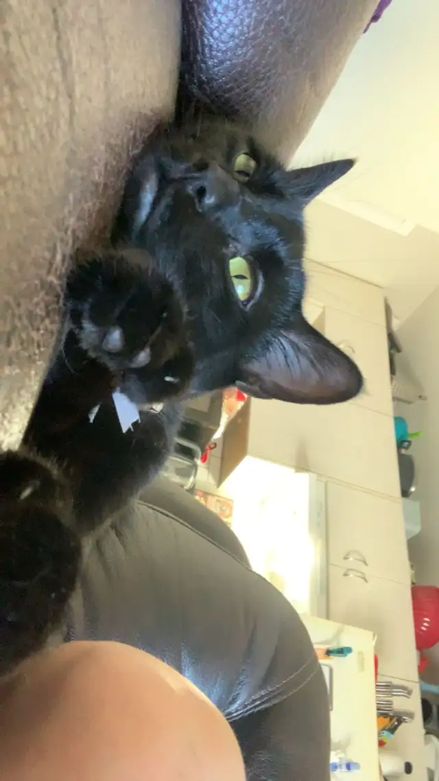 Polydactyl kitty for rehoming - Photo 2