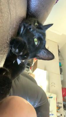 Polydactyl kitty for rehoming - Photo 2