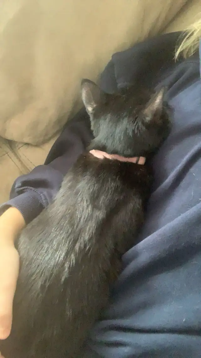 Polydactyl kitty for rehoming - Photo 3