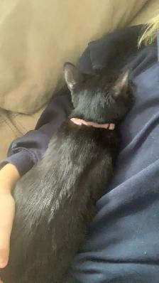 Polydactyl kitty for rehoming - Photo 3