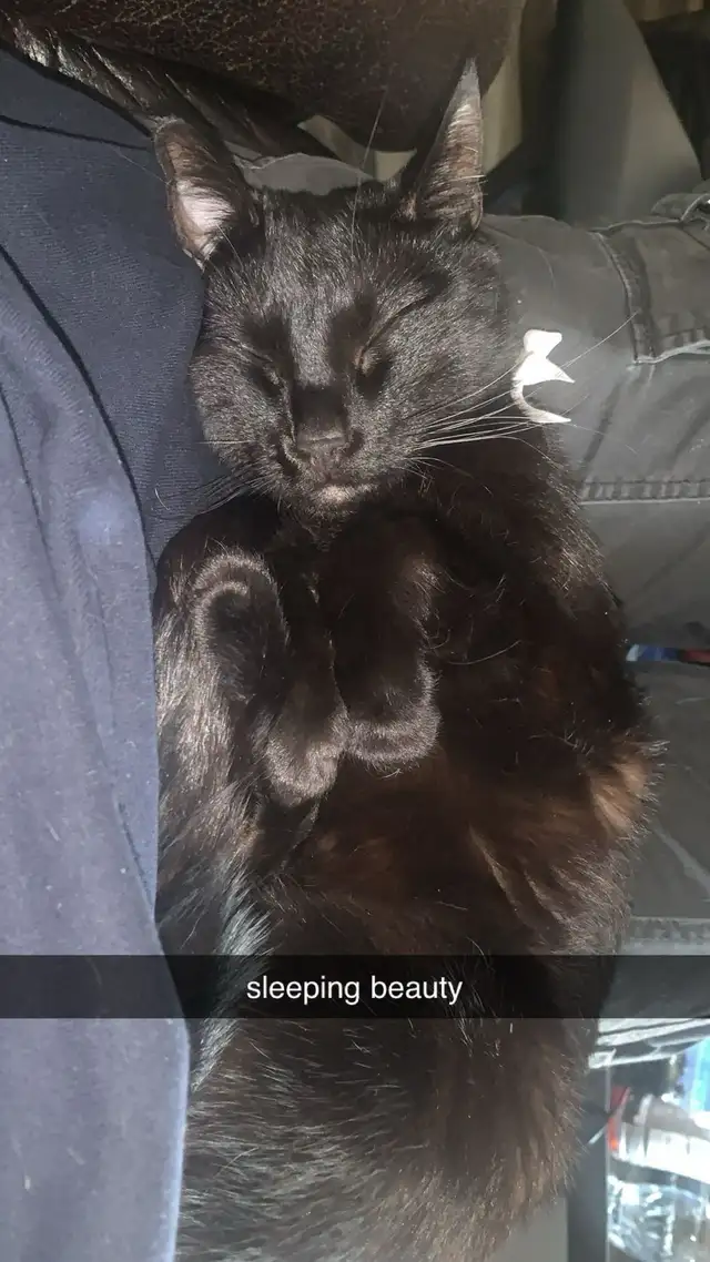 Polydactyl kitty for rehoming - Photo 4
