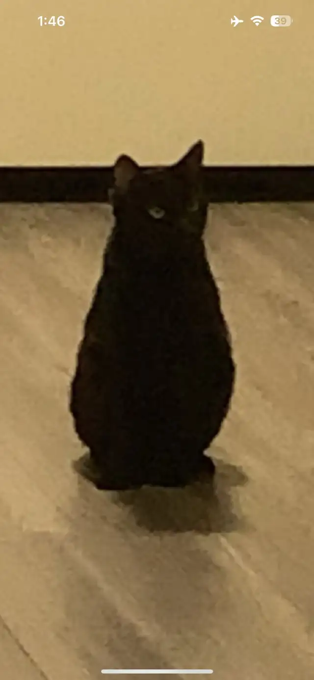 Polydactyl kitty for rehoming - Photo 5