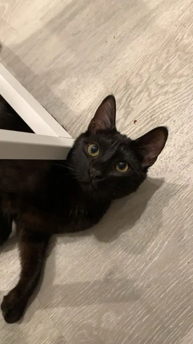 Polydactyl kitty for rehoming - Photo 6