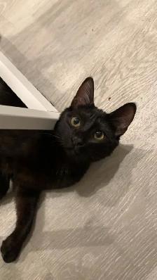 Polydactyl kitty for rehoming - Photo 6