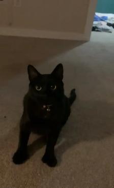 Polydactyl kitty for rehoming - Photo 7