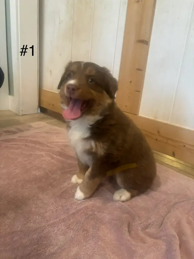 2 beautiful female Australian Shepherd Puppies