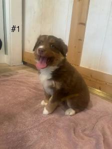 2 beautiful female Australian Shepherd Puppies