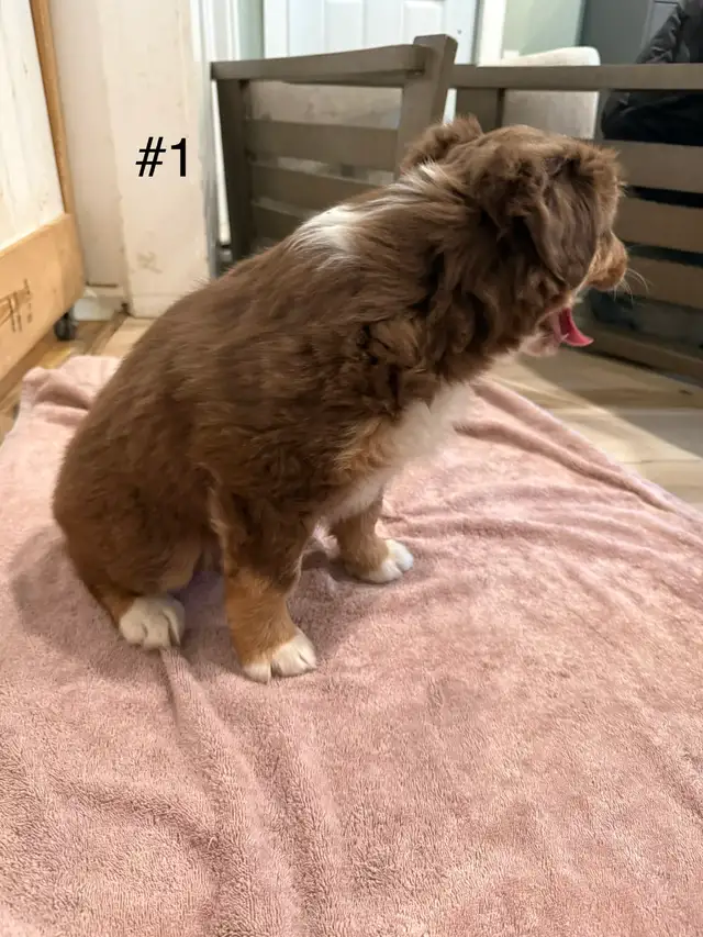 2 beautiful female Australian Shepherd Puppies - Photo 2