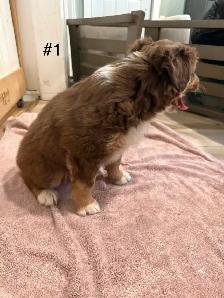 2 beautiful female Australian Shepherd Puppies - Photo 2