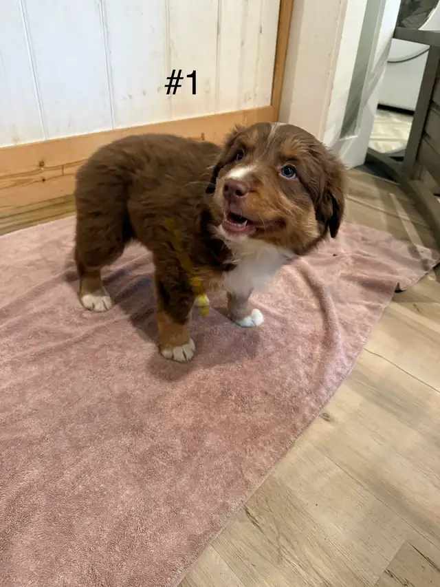 2 beautiful female Australian Shepherd Puppies - Photo 3