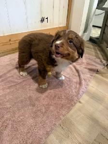 2 beautiful female Australian Shepherd Puppies - Photo 3