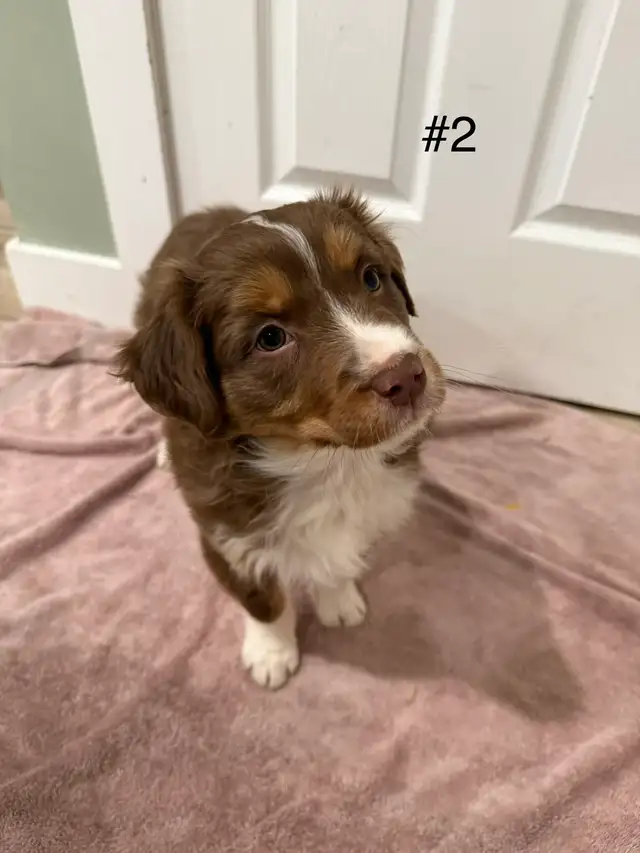 2 beautiful female Australian Shepherd Puppies - Photo 4