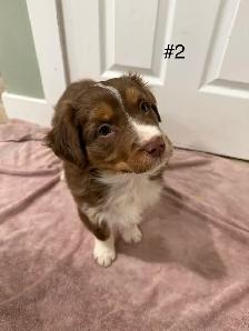 2 beautiful female Australian Shepherd Puppies - Photo 4