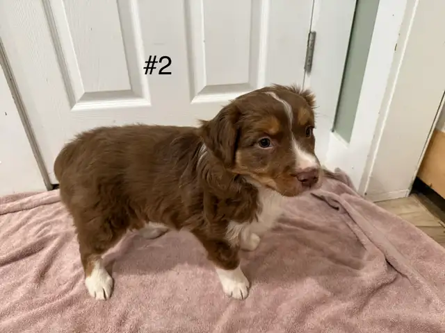 2 beautiful female Australian Shepherd Puppies - Photo 5