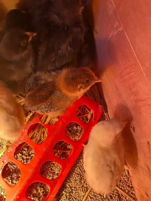 BYM chicks - Photo 2