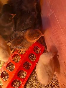 BYM chicks - Photo 2