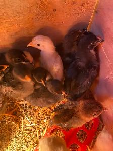 BYM chicks - Photo 5
