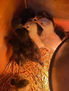 BYM chicks - Photo 6