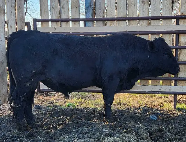 Purebred Maine-Anjou bulls