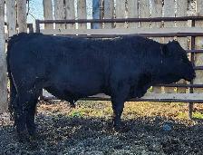 Purebred Maine-Anjou bulls