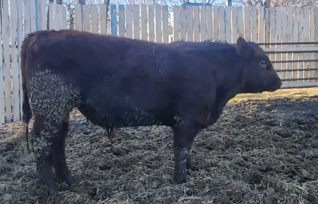Purebred Maine-Anjou bulls - Photo 2