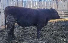 Purebred Maine-Anjou bulls - Photo 2