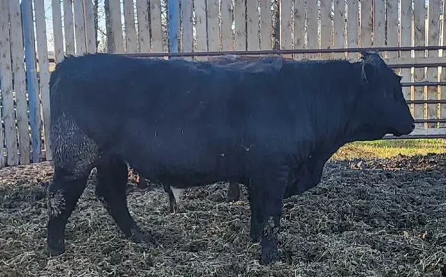 Purebred Maine-Anjou bulls - Photo 3