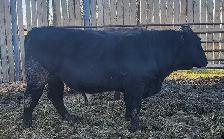Purebred Maine-Anjou bulls - Photo 3