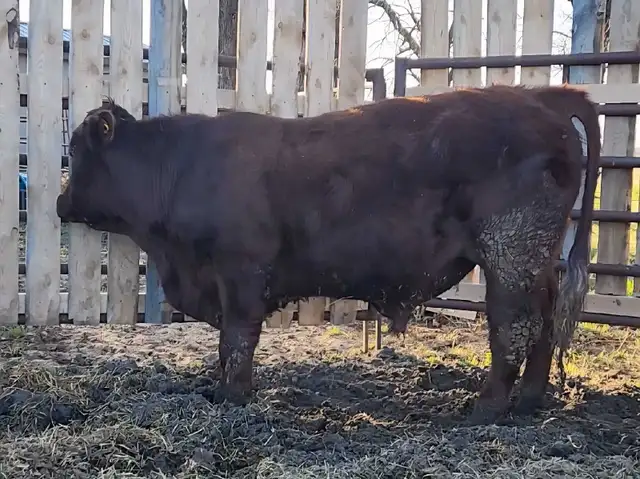 Purebred Maine-Anjou bulls - Photo 4