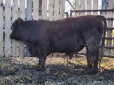 Purebred Maine-Anjou bulls - Photo 4