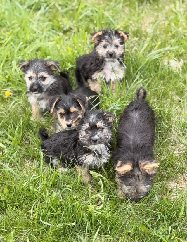 Morkie puppies