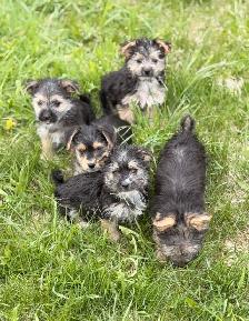 Morkie puppies