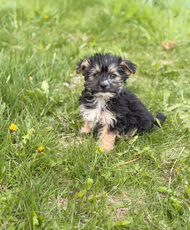 Morkie puppies - Photo 2
