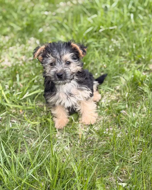 Morkie puppies - Photo 3