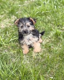 Morkie puppies - Photo 3