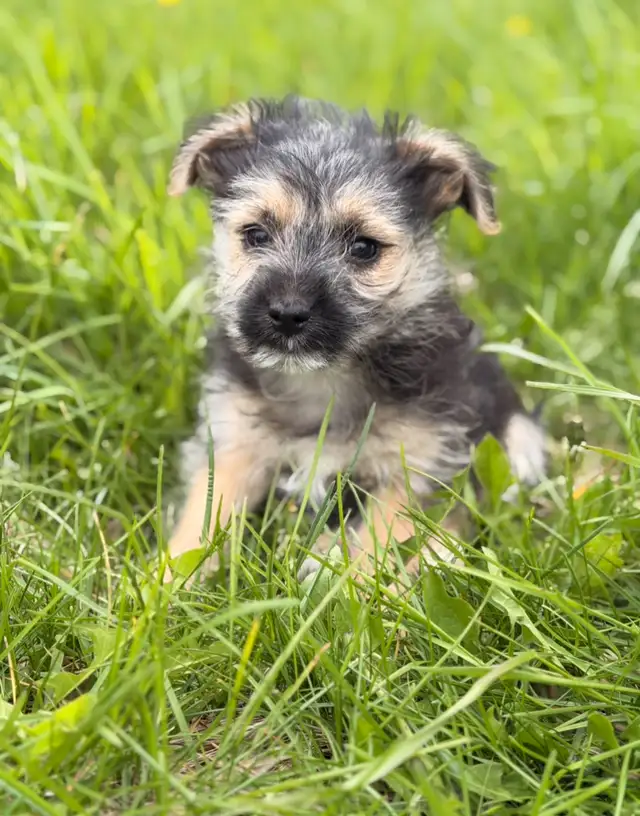 Morkie puppies - Photo 4