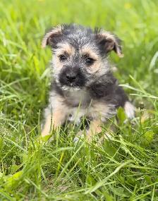 Morkie puppies - Photo 4