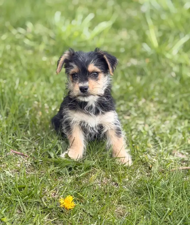 Morkie puppies - Photo 5