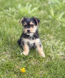 Morkie puppies - Photo 5