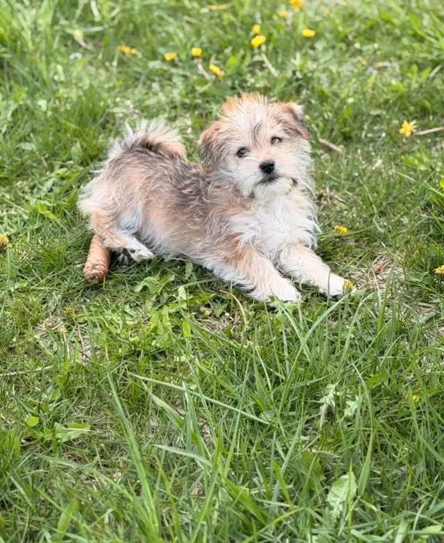 Morkie puppies - Photo 6