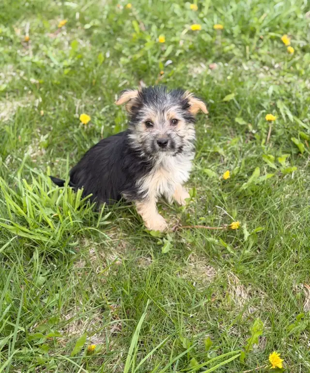 Morkie puppies - Photo 7