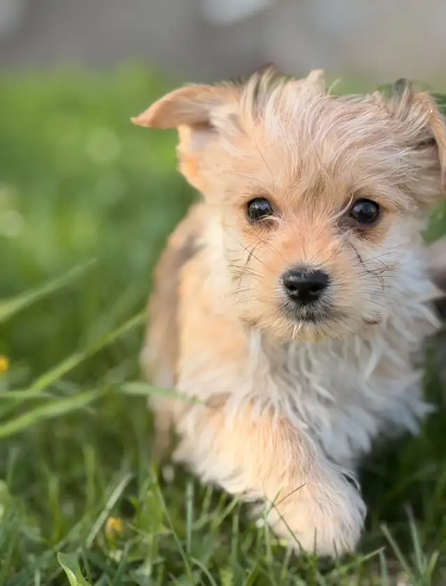 Morkie puppies - Photo 8