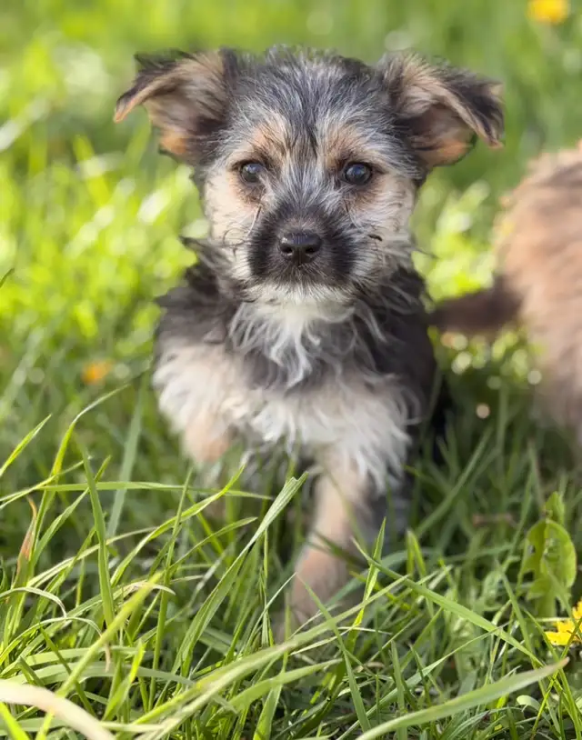 Morkie puppies - Photo 9