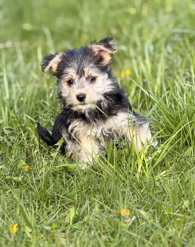Morkie puppies - Photo 10