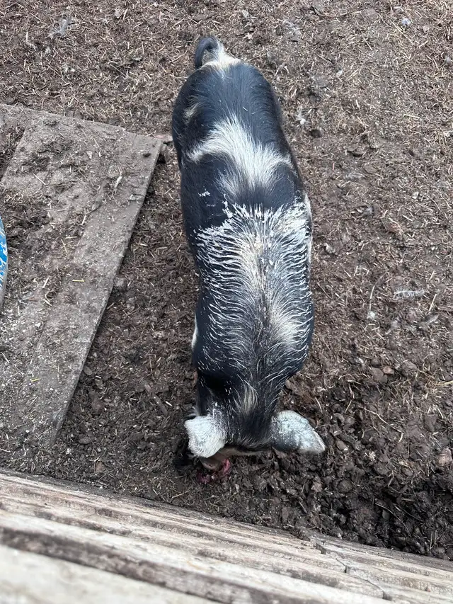 Yorkshire cross boar