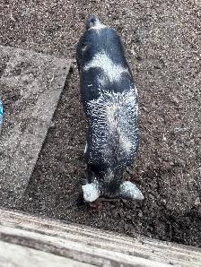Yorkshire cross boar